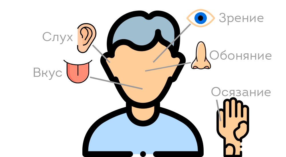 сколько органов чувств у человека